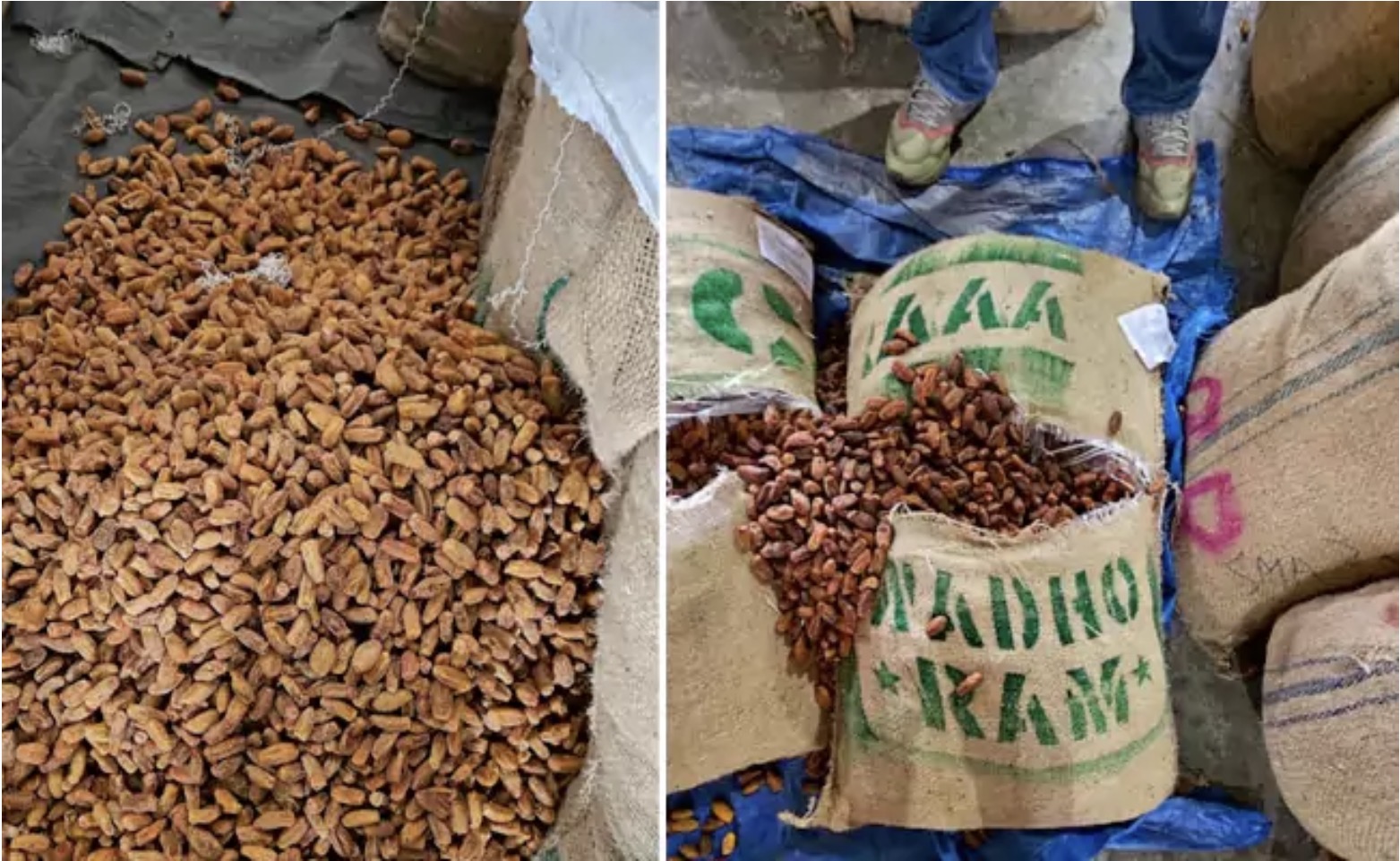 DRI Seizes 362 Tonnes of Pakistani Dry Dates Allegedly Smuggled into India